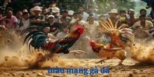 màu mạng gà đá