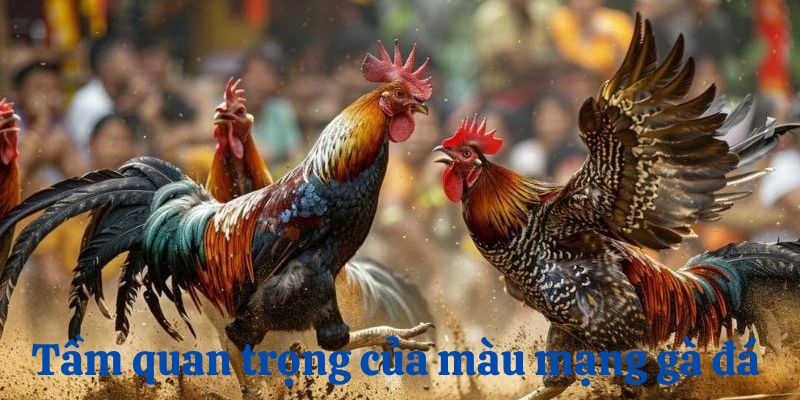 Tầm quan trọng của việc phân biệt màu mạng gà đá