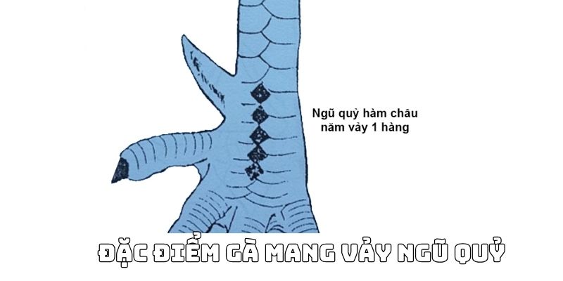 Vảy gà ngũ quỷ và đặc điểm nhận biết chuẩn xác