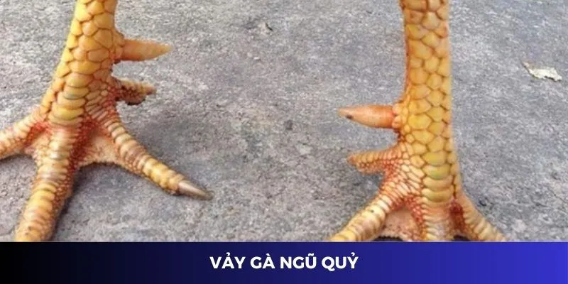 Vảy gà ngũ quỷ mang đến giá trị lớn cho người sở hữu